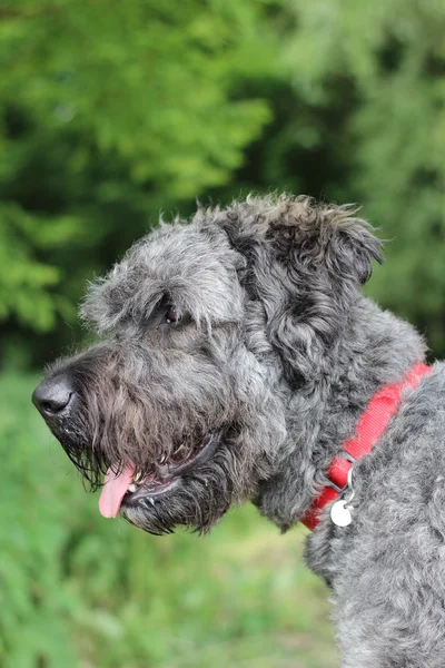 Portret de cão — Fotografia de Stock