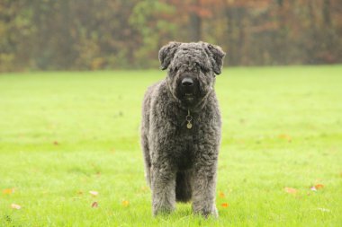 köpek dış çim portret