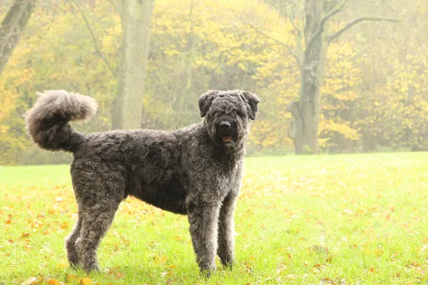 köpek dış çim portret