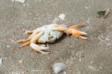 Sahilde ölü ıstakoz