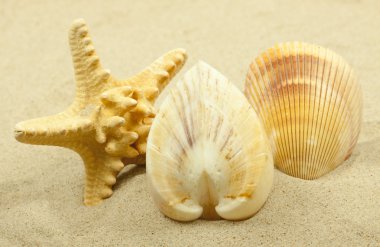 Arka planda kum olan deniz kabukları.