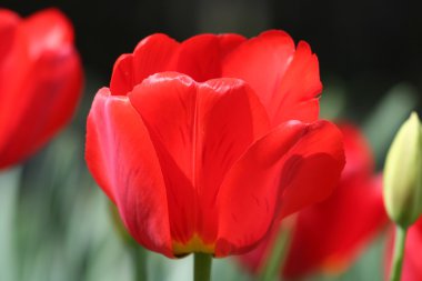 güzel kırmızı lale üzerinde kapat