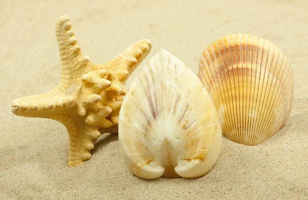 Arka planda kum olan deniz kabukları.