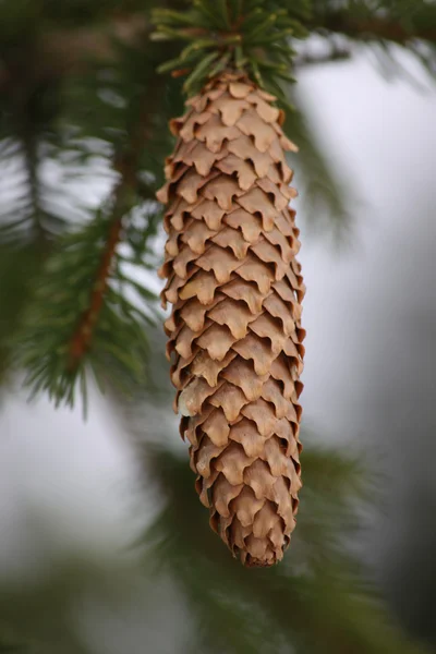 Ágról lógó pinecone — Stock Fotó