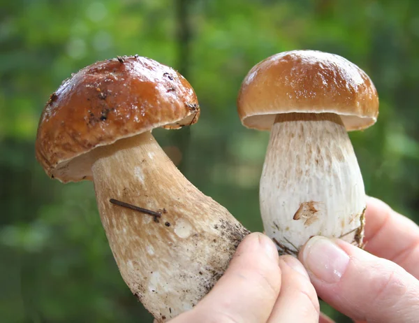 iki yenilebilir mantar