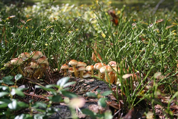 Mushrooms in the forest — Stock Photo, Image