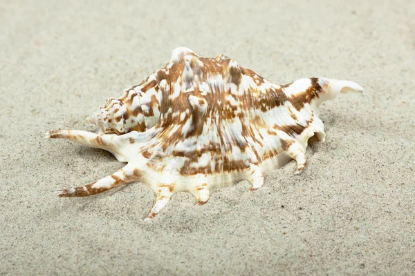 Kumsalda deniz kabuğu