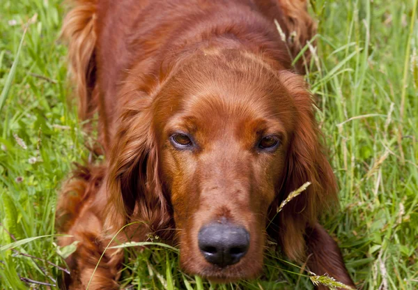 köpek yeşil çim üzerinde yalan.
