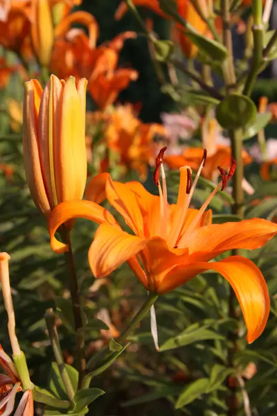 Orange lily — Stock Photo, Image