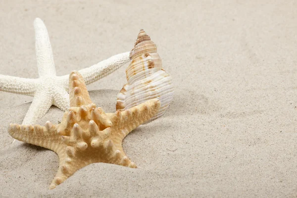 Kumsalda deniz kabuğu