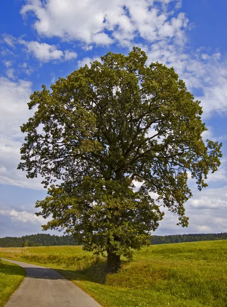 alanında tek başına duran bir ağacı.