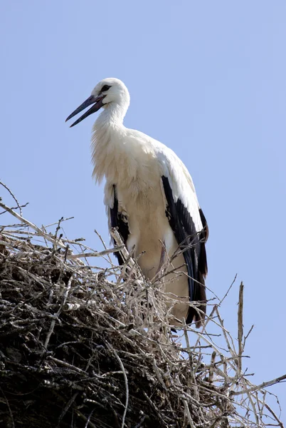 Hvid stork - Stock-foto