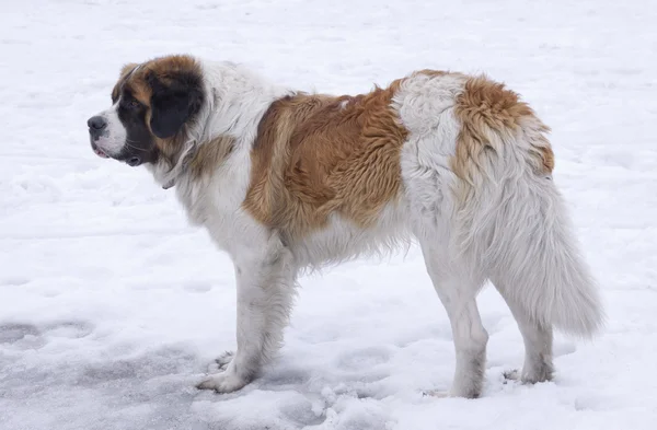 Saint bernard kış