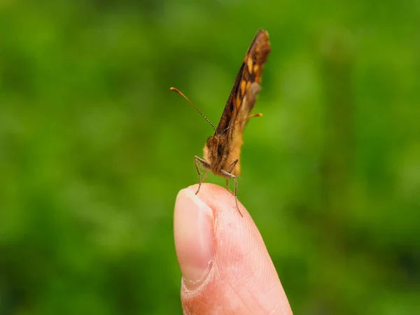 Mariposa. — Foto de Stock