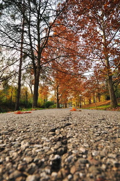 promenade sonbahar yaprakları