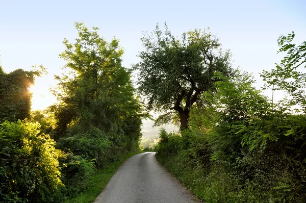 Sunset forest landscape — Stock Photo, Image