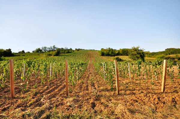 young vineyard with arable land