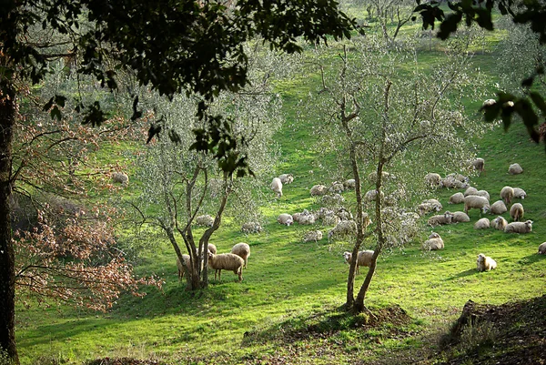 Rebaño de ovejas en los prados — Foto de Stock