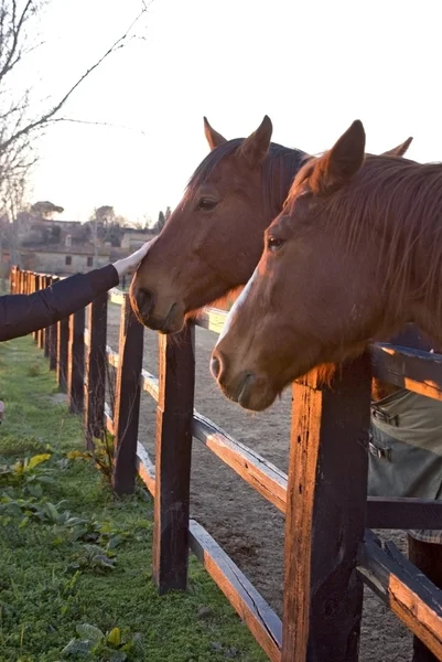 Horses behind a fence in the light of the sunset — Stock Photo, Image