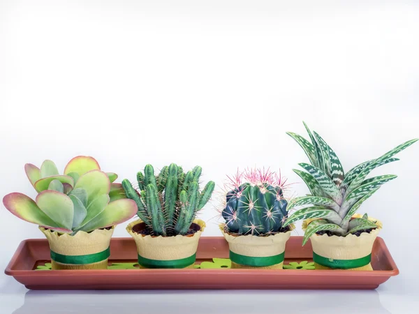 Succulent cactus plants in a rectangular vessel — Stock Photo, Image