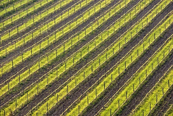 Filas geométricas de vides en la colina —  Fotos de Stock