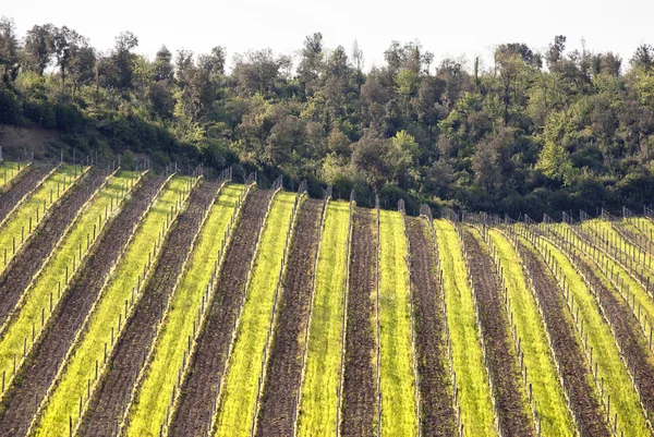 Geometric rows of vines on hill — Stock Photo, Image