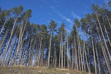yüksek ağaçları alttan görünüm