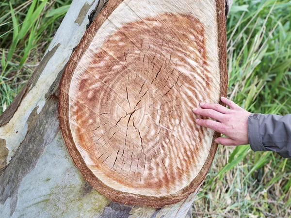 Mão mostra anéis concêntricos na madeira do tronco da árvore — Fotografia de Stock