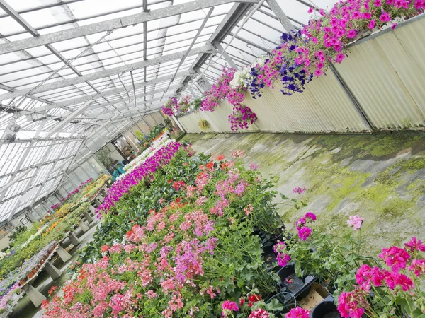 Broeikasgassen met gekleurde bloemen uitzicht vanuit verschillende invalshoek Stockfoto