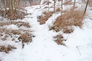 Çıplak ağaçlar ve çalılar. Kentin kenarında kar yağarken.