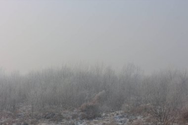 Çıplak ağaçlar ve çalılar. Kentin kenarında kar yağarken.