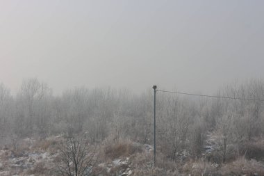 Çıplak ağaçlar ve çalılar. Kentin kenarında kar yağarken.