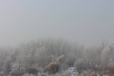 Ormanda sisli bir sonbahar sabahı.