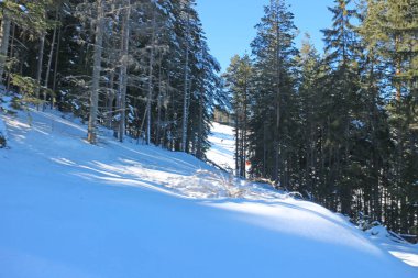 Çam ormanlı kayak merkezi güneşli, mavi bir günde.