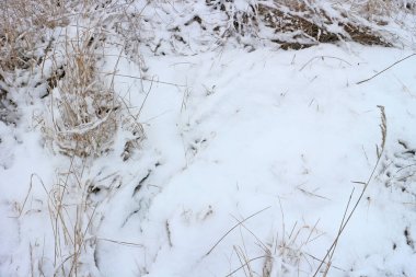 Çıplak ağaçlar ve çalılar. Kentin kenarında kar yağarken.