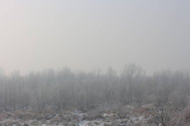 Çıplak ağaçlar ve çalılar. Kentin kenarında kar yağarken.