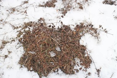 Çıplak ağaçlar ve çalılar. Kentin kenarında kar yağarken.