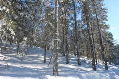 Çam ormanlı kayak merkezi güneşli, mavi bir günde.
