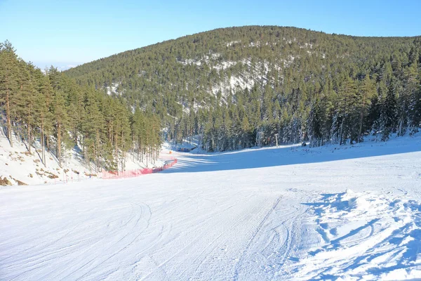 Comprensorio Sciistico Con Pineta Una Giornata Soleggiata Blu — Foto Stock