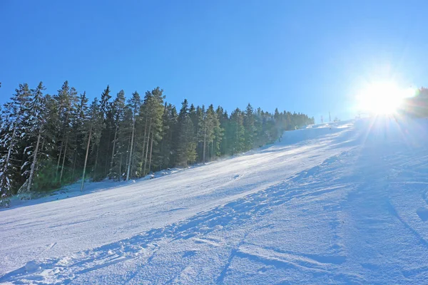 Skidanläggning Med Tallskog Solig Blå Dag — Stockfoto