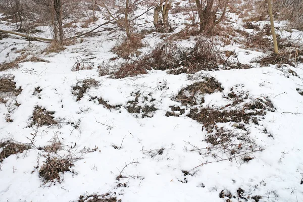 Holé Stromy Keře Zima Sněhem Okraji Města — Stock fotografie