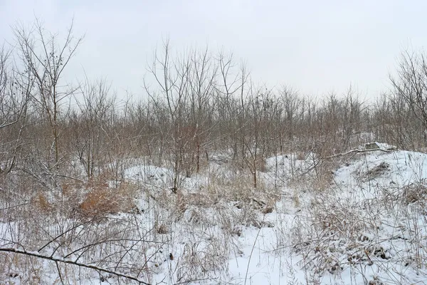 裸の木や茂み 街の端に雪が降る冬 — ストック写真