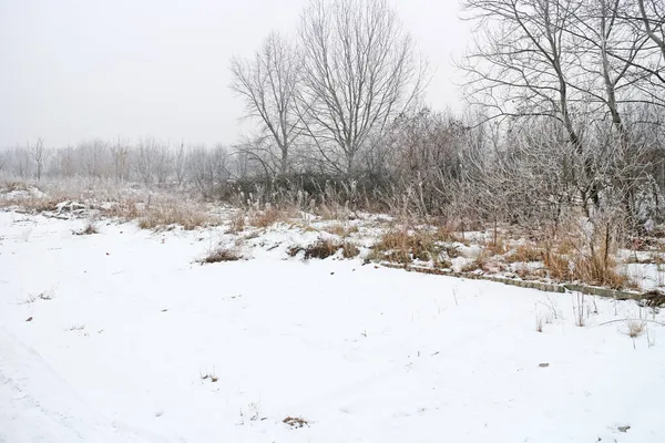 Bare Bomen Struiken Winter Met Sneeuw Aan Rand Van Een — Stockfoto