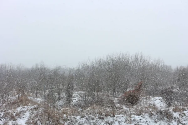 Kahle Bäume Und Sträucher Winter Mit Schnee Stadtrand — Stockfoto