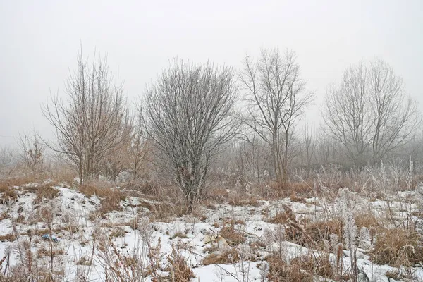 Kahle Bäume Und Sträucher Winter Mit Schnee Stadtrand — Stockfoto