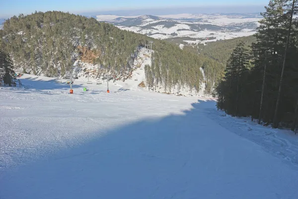 Ski resort with pine forest on a sunny, blue day.