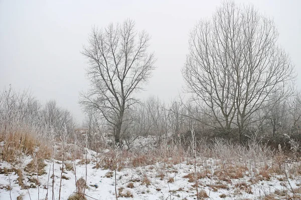 Bare Bomen Struiken Winter Met Sneeuw Aan Rand Van Een — Stockfoto