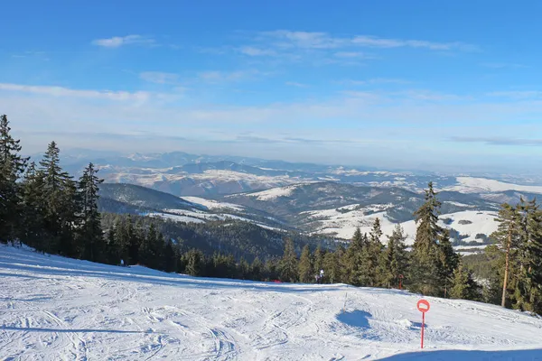 Skidanläggning Med Tallskog Solig Blå Dag — Stockfoto