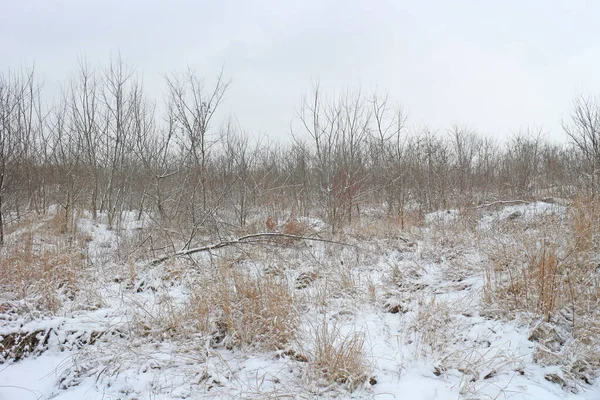 裸の木や茂み 街の端に雪が降る冬 — ストック写真