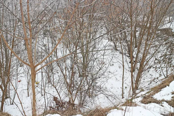 裸の木や茂み 街の端に雪が降る冬 — ストック写真